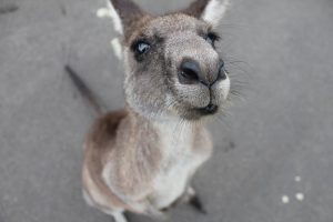 Visite de l'Australie
